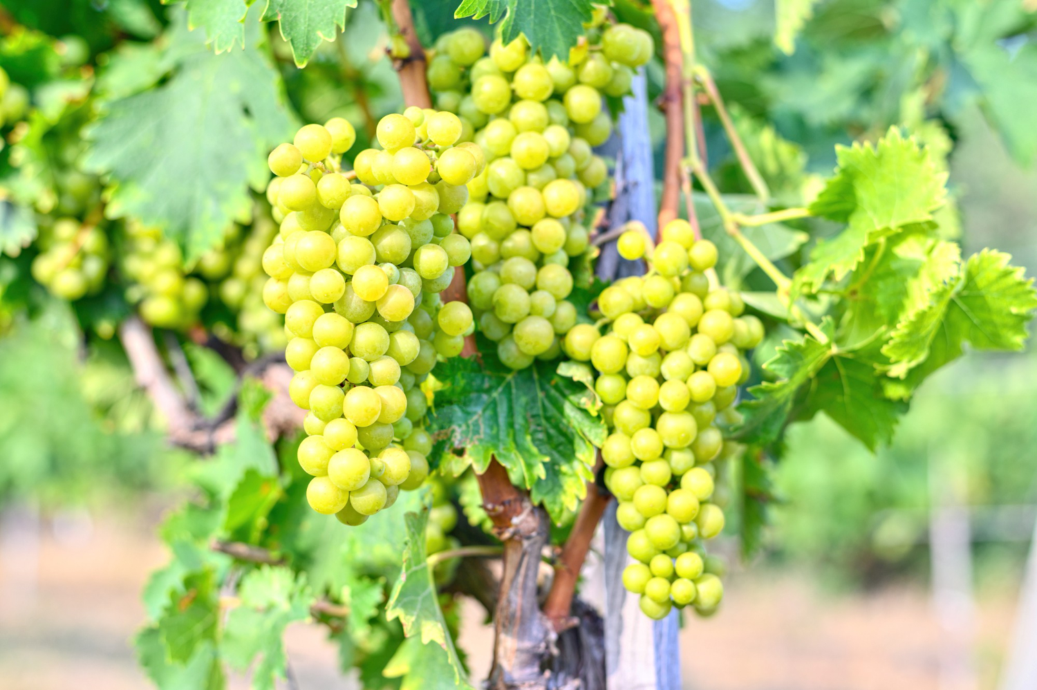 Himrod Grape