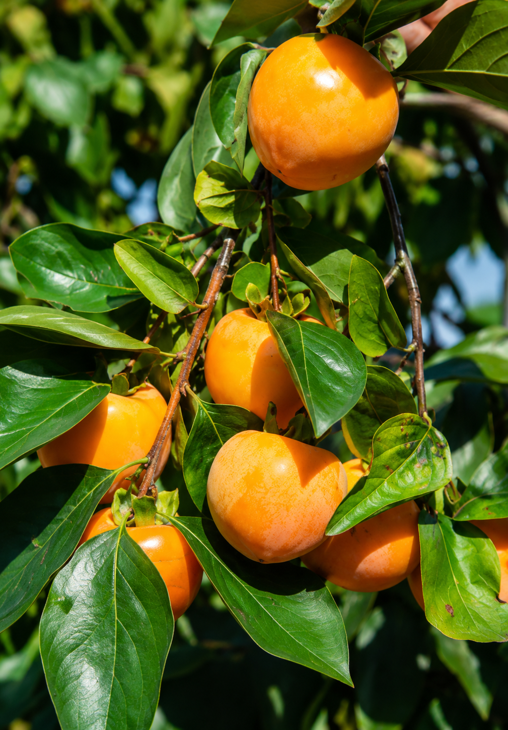 Smith's Best Persimmon