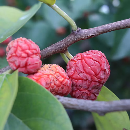 Che Fruit